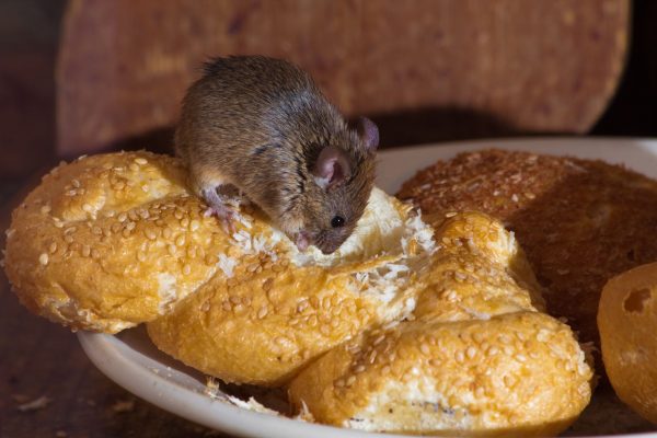 12476009 - mouse in the kitchen eating bread - Best Pest Control, Casper, Wyoming How to handle mice and other rodents in your home - Best Pest Control, Casper, Wyoming - Page 9