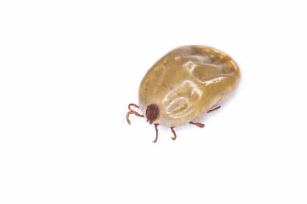 - Best Pest Control, Casper, Wyoming Fleas: a not so tiny problem - Best Pest Control, Casper, Wyoming - Page 8