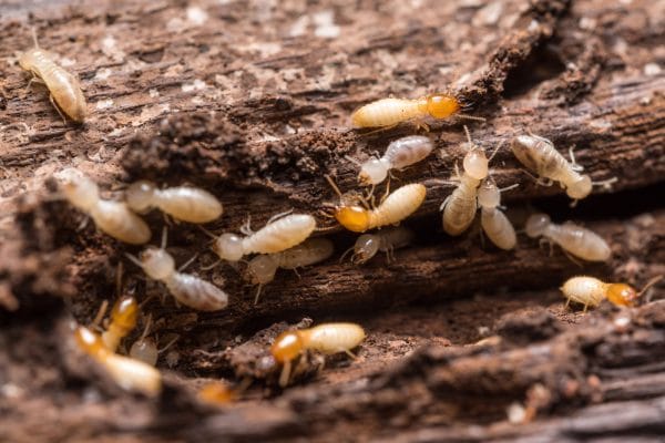 47561510 - close up termites or white ants - Best Pest Control, Casper, Wyoming Is your home infested by termites? - Best Pest Control, Casper, Wyoming - Page 8
