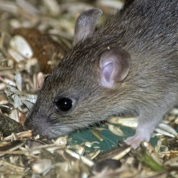 Need a mouse exterminator