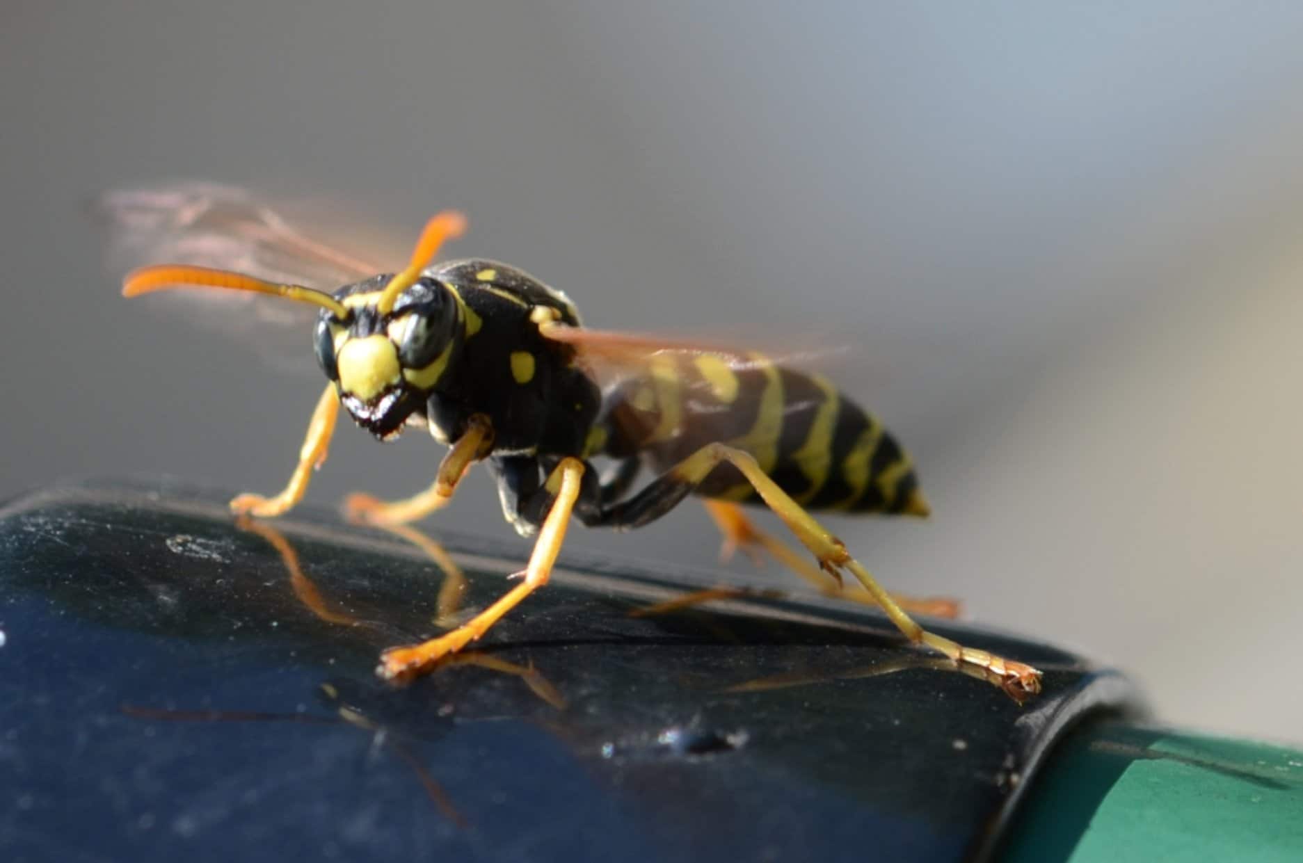Keeping Wasps Away From Your Home 