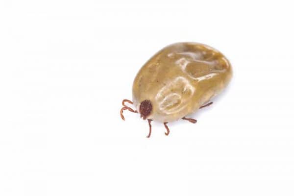 blog-flea - Best Pest Control, Casper, Wyoming Dealing with fleas - Best Pest Control, Casper, Wyoming - Page 3
