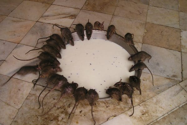 blog-mice-rodent - Best Pest Control, Casper, Wyoming Local vs National Pest Control in Casper: What’s the Real Difference? - Best Pest Control, Casper, Wyoming