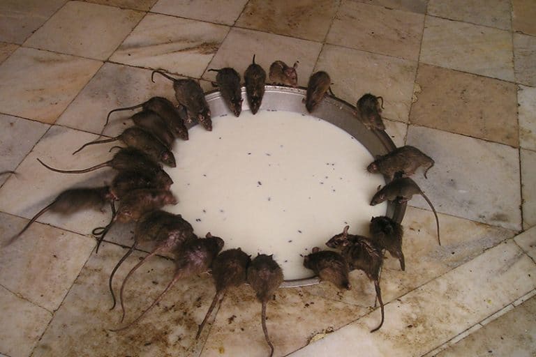 blog-mice-rodent - Best Pest Control, Casper, Wyoming Local vs National Pest Control in Casper: What’s the Real Difference? - Best Pest Control, Casper, Wyoming