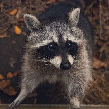 raccoon in my yard