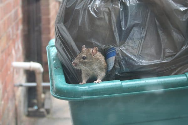 blog-rats-garbage - Best Pest Control, Casper, Wyoming Why Casper Realtors Rely on Professional Pest and Termite Inspections to Protect Every Deal - Best Pest Control, Casper, Wyoming