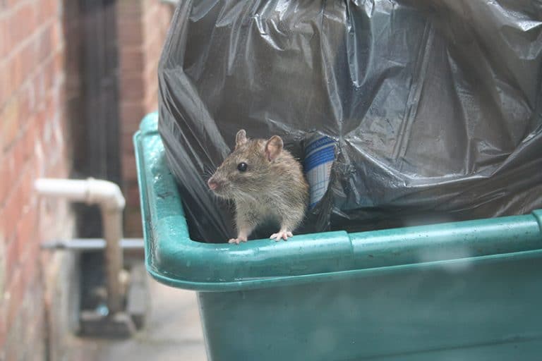 blog-rats-garbage - Best Pest Control, Casper, Wyoming Why Casper Realtors Rely on Professional Pest and Termite Inspections to Protect Every Deal - Best Pest Control, Casper, Wyoming