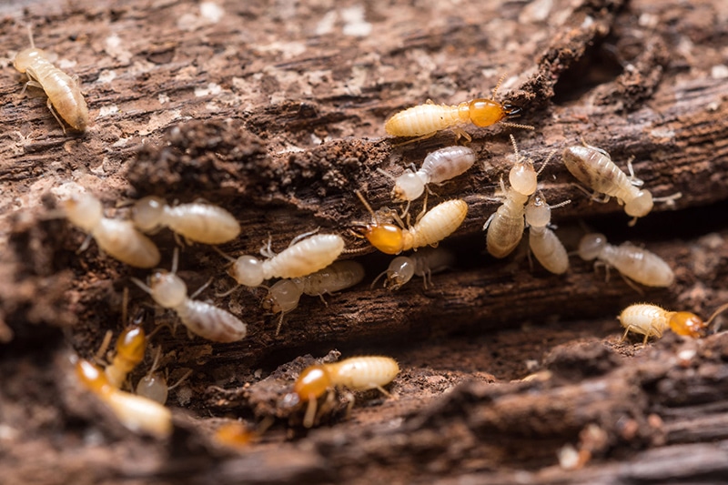 Think you might have termites? Best Pest Control, Casper, Wyoming