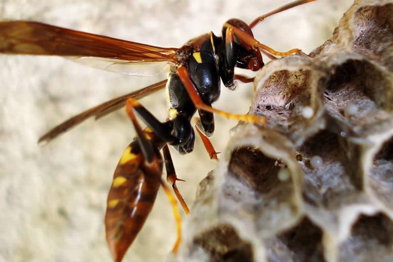 blog-wasp-hive-wasp - Best Pest Control, Casper, Wyoming How Often Should Casper Homeowners Schedule Pest Control Service? A Seasonal Guide - Best Pest Control, Casper, Wyoming