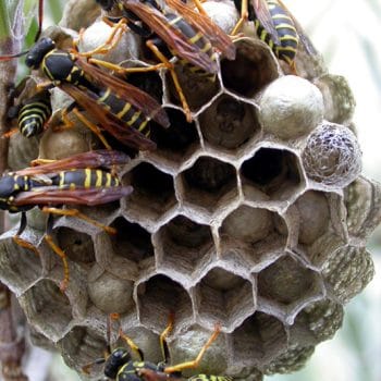 My tree has a wasp nest
