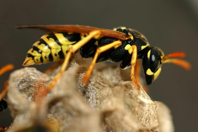 Wasps making a nest on my house