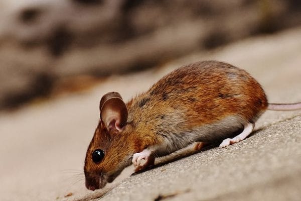 mice pest control - Best Pest Control, Casper, Wyoming A rodent infestation can be dangerous to your health - Best Pest Control, Casper, Wyoming - Page 9